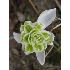 Подснежник Flore Pleno (3 шт)