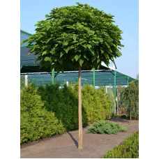 Катальпа бігнонієвидна бігнонієвідна (Catalpa bignonioides) Р9
