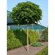 Катальпа бігнонієвидна бігнонієвідна (Catalpa bignonioides) Р9