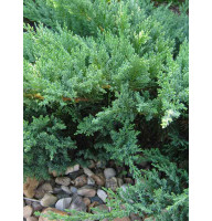 Ялівець Козацький Tamariscifolia