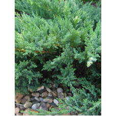 Можжевельник казацький Tamariscifolia