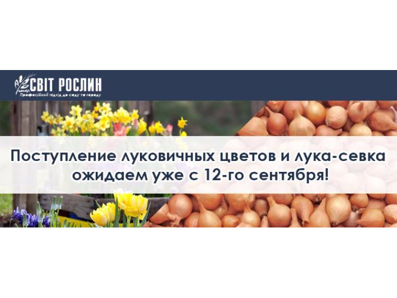 Надходження цибулинних квітів і цибулі-севка очікуємо вже з 12-го вересня!