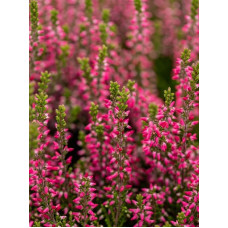 Вереск Calluna vulgaris Martina красный Р12