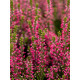Вереск Calluna vulgaris Martina красный Р12
