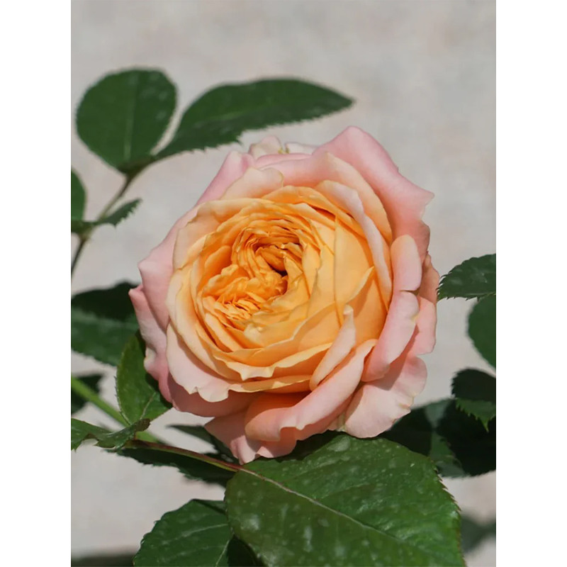 Троянда бордюрна Апрікот Лейс (Apricot Lace)