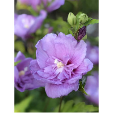 Гібіскуса Сирійського Лавендер Шифон (Lavender Shifon) Р9