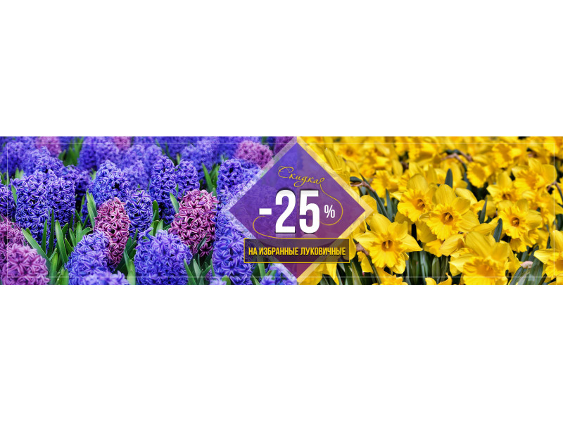 Акція! -25% на популярні групи цибулькових квітів