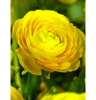 Лютик Yellow 6/7 (5 шт)