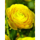 Лютик (ранункулюс) Yellow 6/7 (5 шт)