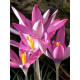Крокус Roseus 5+ (5 шт)
