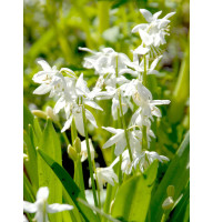 Пролеска Siberica Alba 7/8