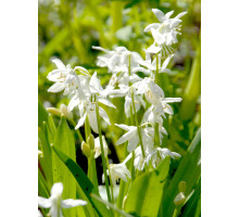 Пролеска Siberica Alba 7/8