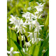Пролеска Siberica Alba 7/8