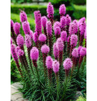 Ліатріс Spicata 8/10