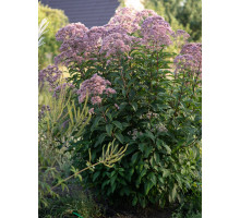Посконник пятнистый Атропурпуреум (Atropurpureum) С2