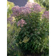Сідач плямистий Атропурпуреум (Atropurpureum) С2