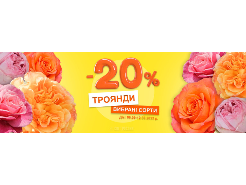 -20% на саджанці троянд