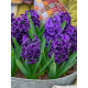 Гиацинт Blue Sapphire 14/15