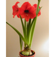 Гиппеаструм (Амариллис) Orange Souvereign (Оранж Соверен) 26/28 (1 шт)