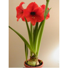 Гіпеаструм (Амариліс) Orange Souvereign (Оранж Соверен) 26/28 (1 шт)