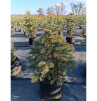 Ялина блакитна колюча Маджестік Блю (Majestic Blue) С10