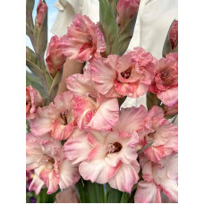 Гладиолус Cherry Candy гофрированный 10/12