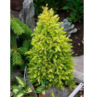 Ялівець звичайний Gold Cone С3