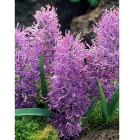 Мускари Comosum Plumosum