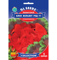 Насіння Пеларгонія Блек Вельвет Ред F1 5 насінин GL Seeds
