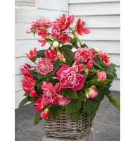 Бегонія Camelia 5/6