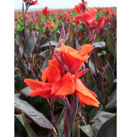 Канна Red King Humbert