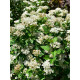 Пузыреплодник Литл Грини (Little Greeny) С2