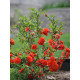 Хеномелес (Айва японська) С3 (Агрус)