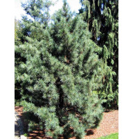Сосна кедрова корейська (Pinus koraiensis) С2