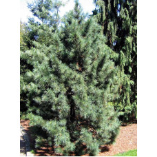 Сосна кедровая корейская (Pinus koraiensis) С2