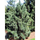 Сосна кедровая корейская (Pinus koraiensis) С2