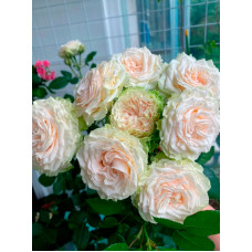 Роза Порселейн Лейс (Porcelain Lace) бордюрная
