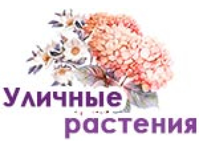 Вуличні декоративні кущі - ідеальна прикраса саду