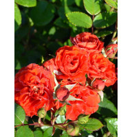 Роза плетистая Оранж Мейландина (Orange Meillandina)