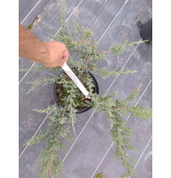 Ялівець козацький Рокері Джем (Rockery Gem) С3
