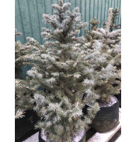 Ялина Колюча Glauca С18