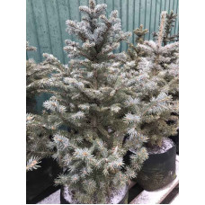 Ель Колючая Glauca С18