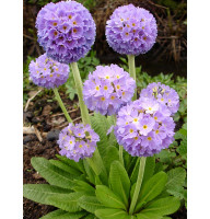 Примула Denticulata lilac
