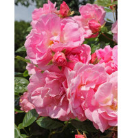 Роза Chaplin's Pink Cluster Плетистая