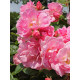 Роза Chaplin's Pink Cluster Плетистая