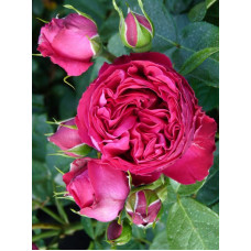Троянда паркова Ред Еден Роуз (Red Eden Rose)
