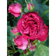Роза парковая Ред Еден Роуз (Red Eden Rose)