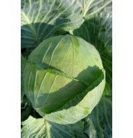Капуста Колобок 0,25 г