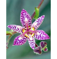 Трициртис (садовая орхидея) Formosana stolonifera