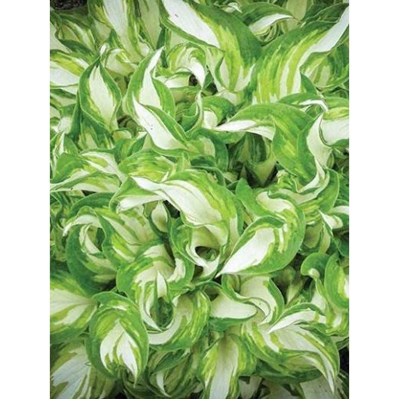 Хоста Kiwi Spearmint